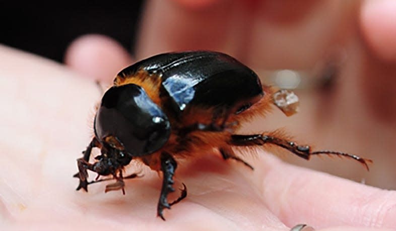 Rain Beetle: Read more at https://ucanr.edu/blogs/blogcore/postdetail.cfm?postnum=19974