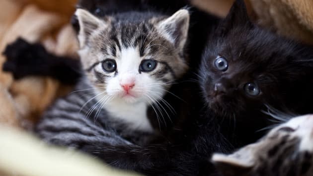 Lait de substitution pour chaton à Lyon