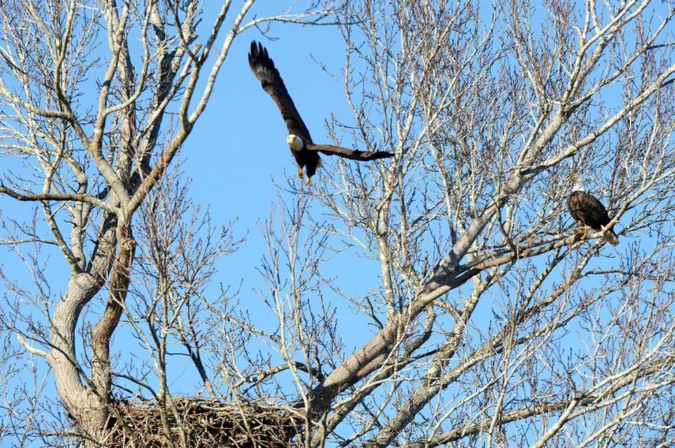 A pair of bald eagles come back to their nesting area on Wednesday, Feb. 14. During a city council meeting, residents raised concerns about the eagles because of a nearby development on 50 acres between Rea Road and Elm Lane in south Charlotte.