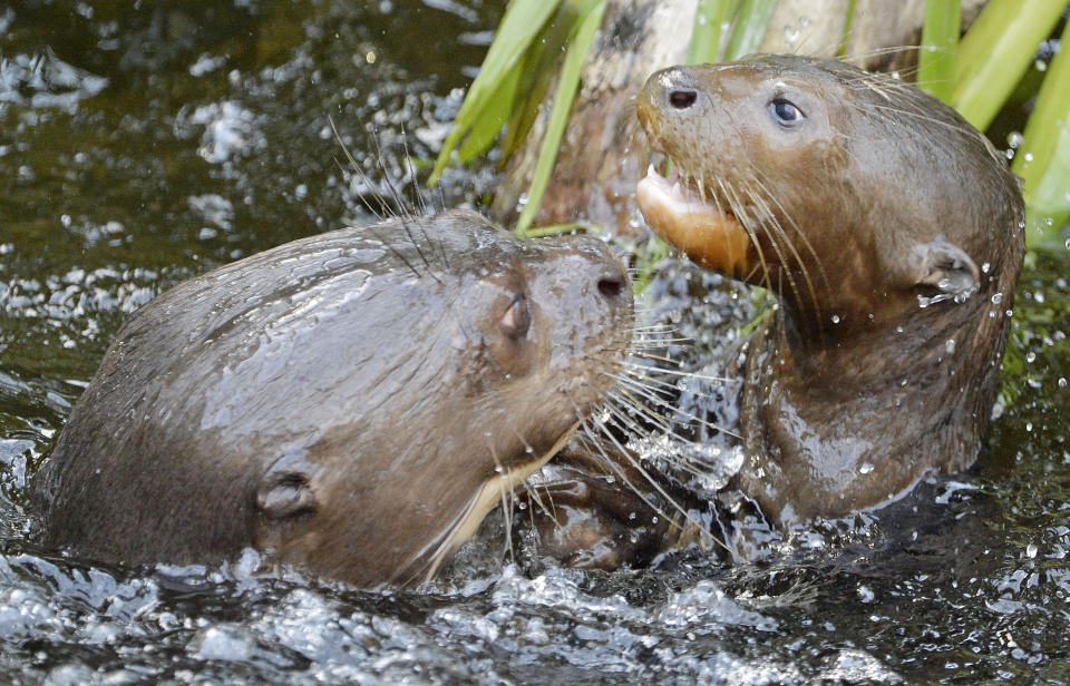 FILE - A giant otter pup (Pteronura brasiliensis), right, looks to his mother, Madija, left, in the Leipzig zoo, central Germany, Sunday, March 25, 2012. The Zoonomia Project is an international effort comparing the genetic blueprints of an array of animals, including this species, and some of the discoveries were shared in 11 papers published Thursday, April 27, 2023, in the journal Science. (AP Photo/Jens Meyer, File)