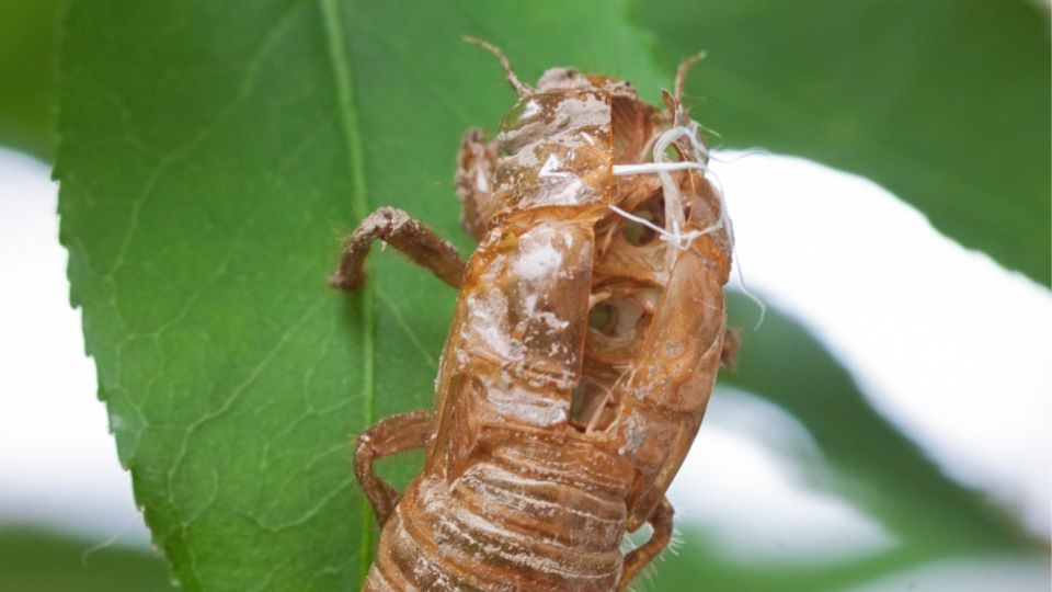 Molted cicada shell on a leaf - mtruchon/iStockphoto