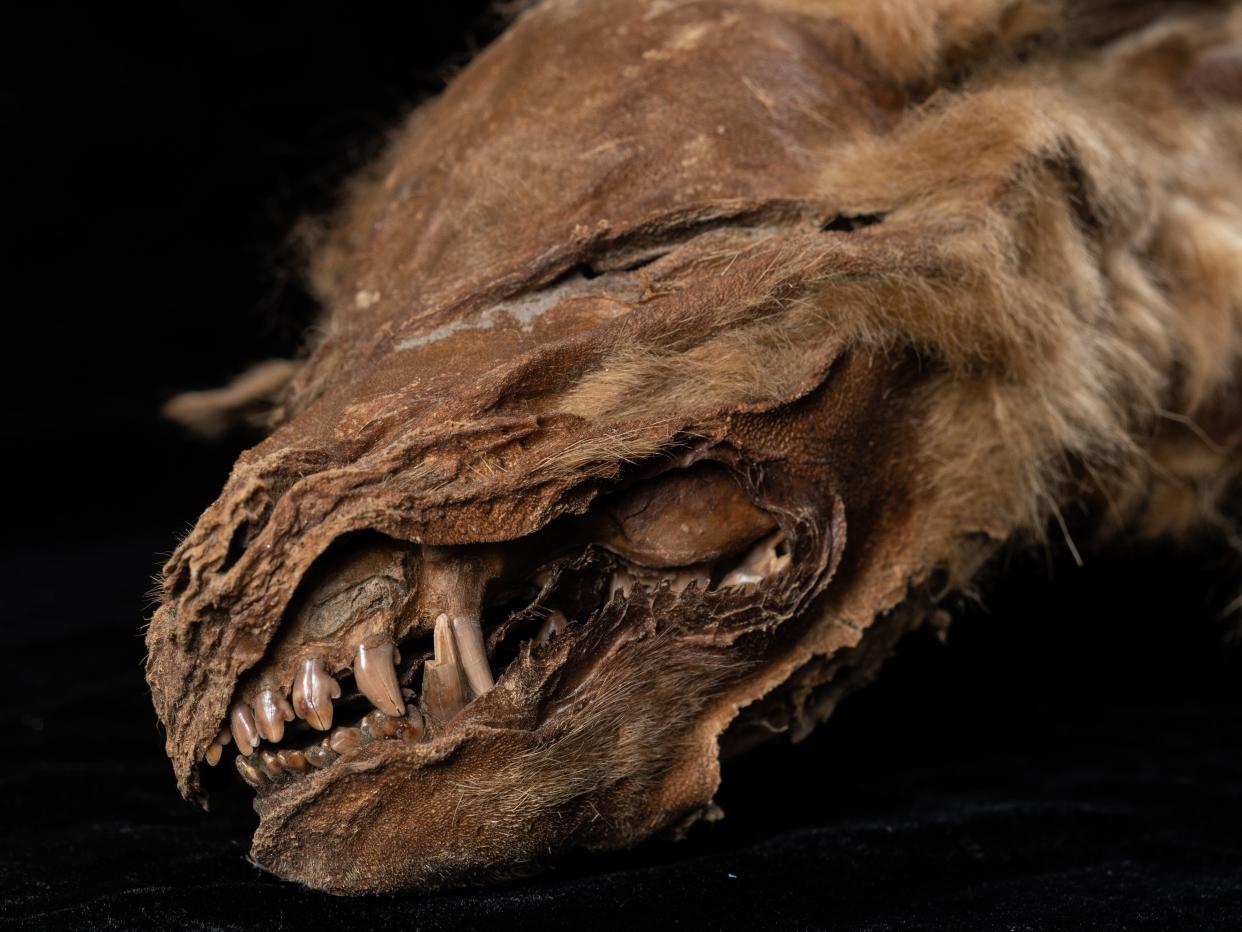 yukon wolf pup permafrost mummy