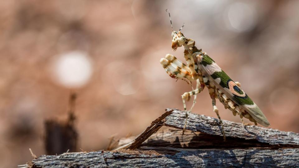 13) Spiny Flower Mantis