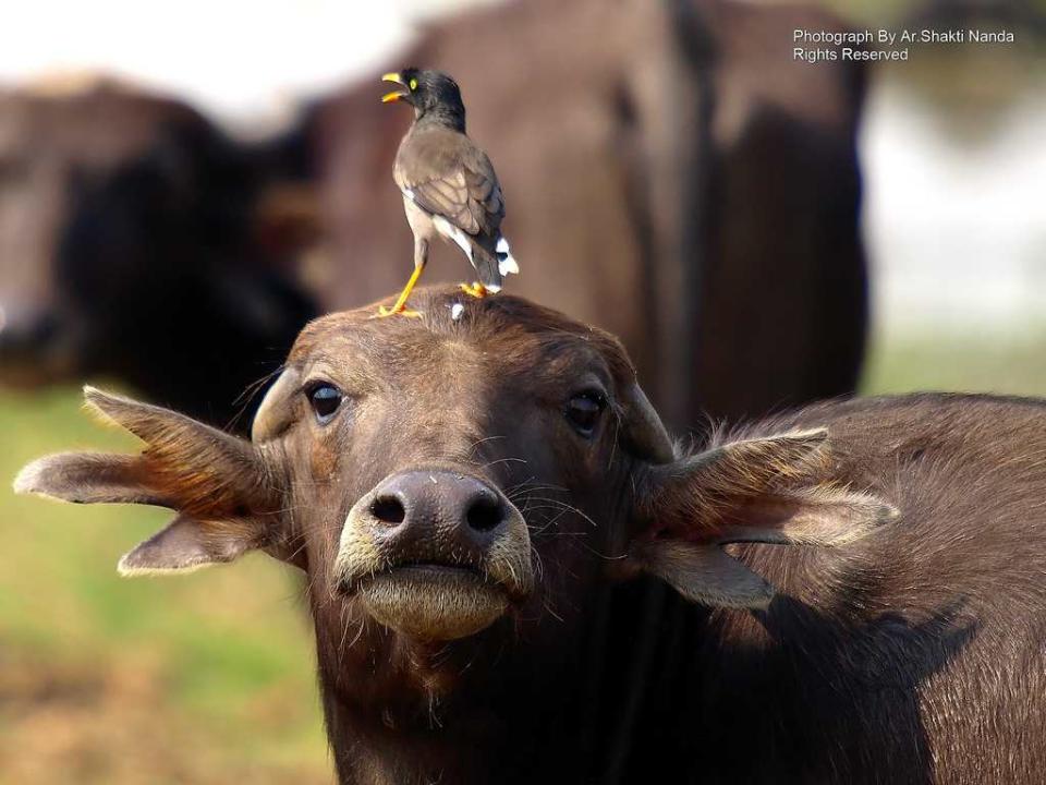 A <strong>Jungle Myna</strong> (<em>Acridotheres fuscus</em>) rides a domestic water buffalo in Mangalajodi and leaves a speck of white on its forehead.