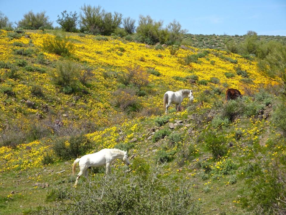 Horses graze in flower-laced fields along Bush Highway near the Salt River in March 2023.