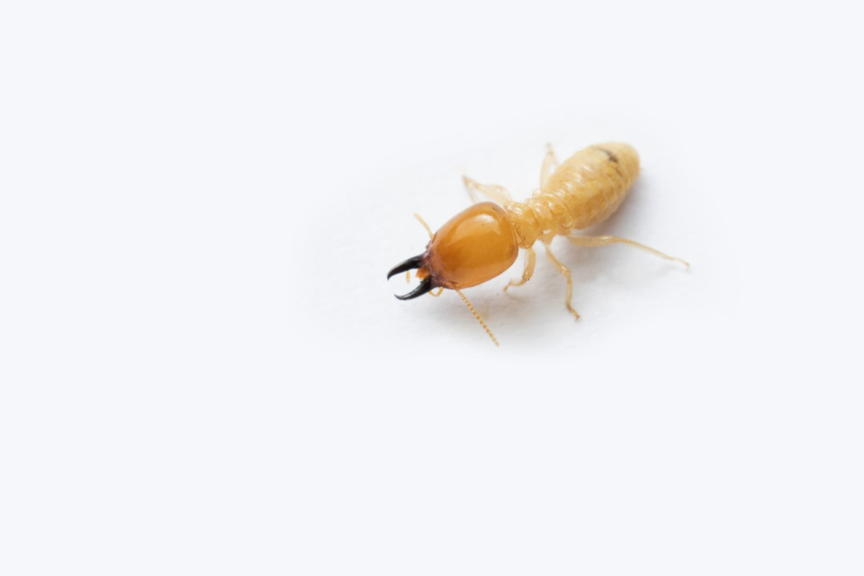 Termites prefer the warm soil and make their way to the top of the earth in search of wood to eat.