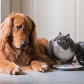 Golden Retriever eats with British Shorthair