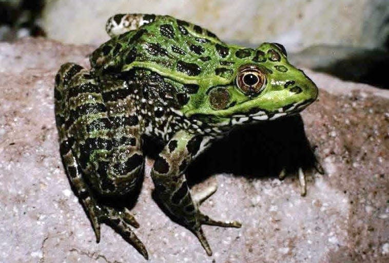 The Chiricahua leopard frog is found in riparian areas around Arizona, but its habitat is threatened by development.