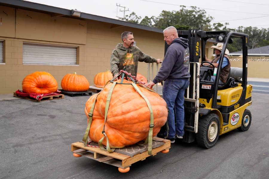 Pumpkins are transported to be weighed at the Safeway 50th annual World Championship Pumpkin Weigh-Off in Half Moon Bay, Calif., Monday, Oct. 9, 2023. (AP Photo/Eric Risberg)