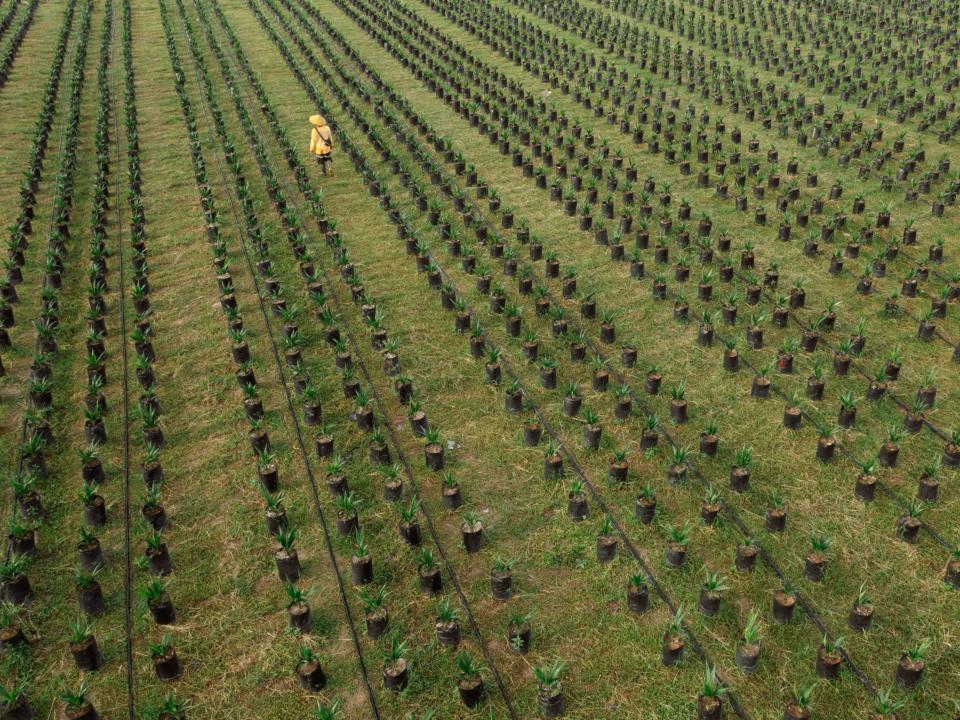 El Ministerio de Agricultura de Indonesia pretende regenerar 540.000 hectáreas en tres años en 2019, pero hasta agosto solo se habían replantado unas 216.000 hectáreas.  Fotografía: Muhammad Fadli/Bloomberg