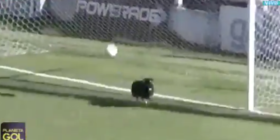 But the dog was on hand to block the goal bound shot