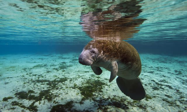 Alastair Pollock Photography / Getty Images