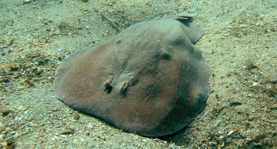 A coffin ray lies on the sand at the bottom of the sea