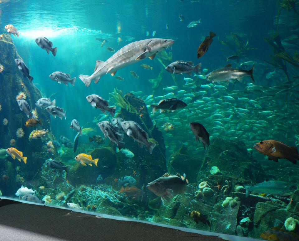 Parte del Acuario de Vancouver está situado dentro del aeropuerto internacional de la ciudad canadiense. El tanque de 135.000 litros, situado antes del control de seguridad, alberga cientos de especies distintas de vida marina. (Foto: <a href="http://ocean.org/media/image-galleries/vancouver-aquarium/strait-of-georgia/" rel="nofollow noopener" target="_blank" data-ylk="slk:Ocean Wise;elm:context_link;itc:0;sec:content-canvas" class="link ">Ocean Wise</a>).