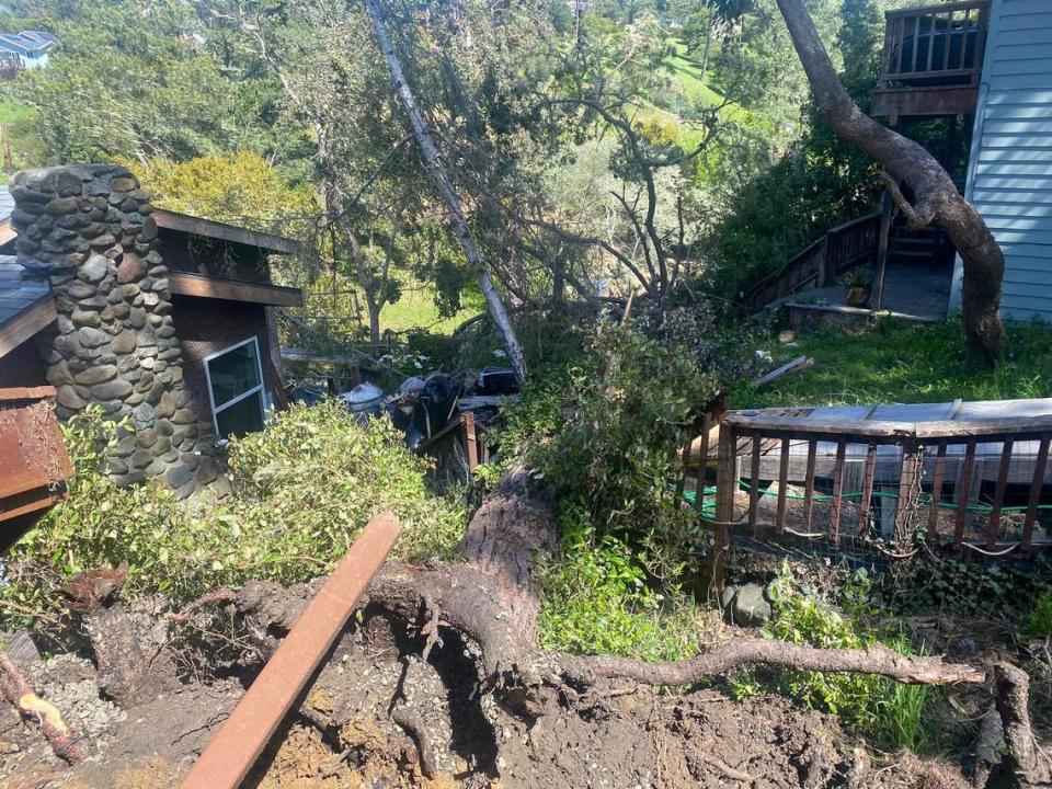 A tree fell down at a Cambria home during a wind storm on Monday, April 3, 2023.