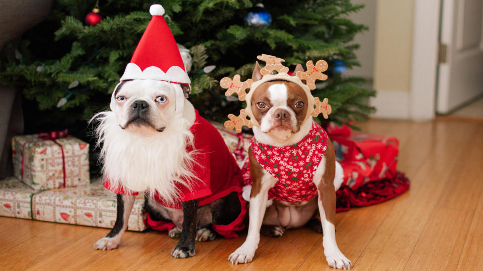 Two Boston terrier dogs in Christmas costumes in front of the Christmas tree.