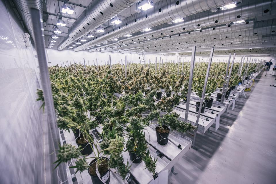 Cannabis plants in a Canopy Growth facility.