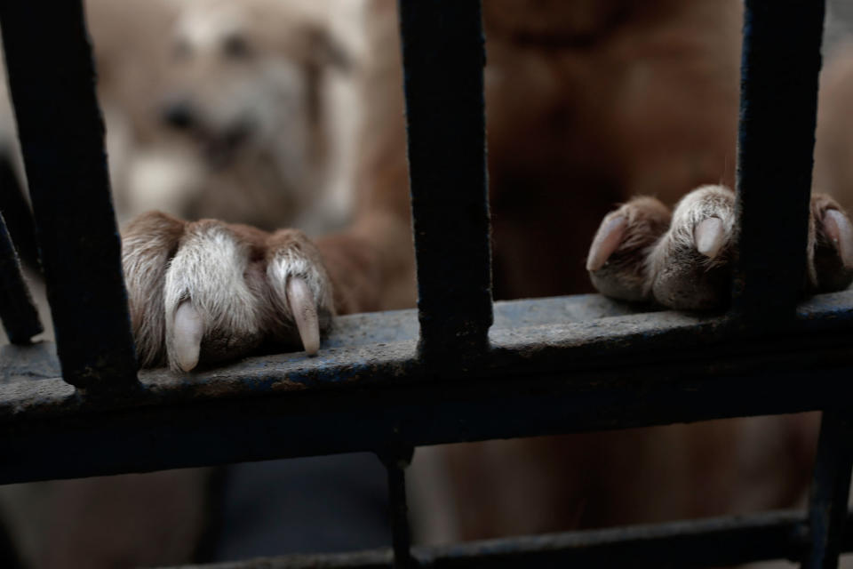 Animal shelter in Egypt