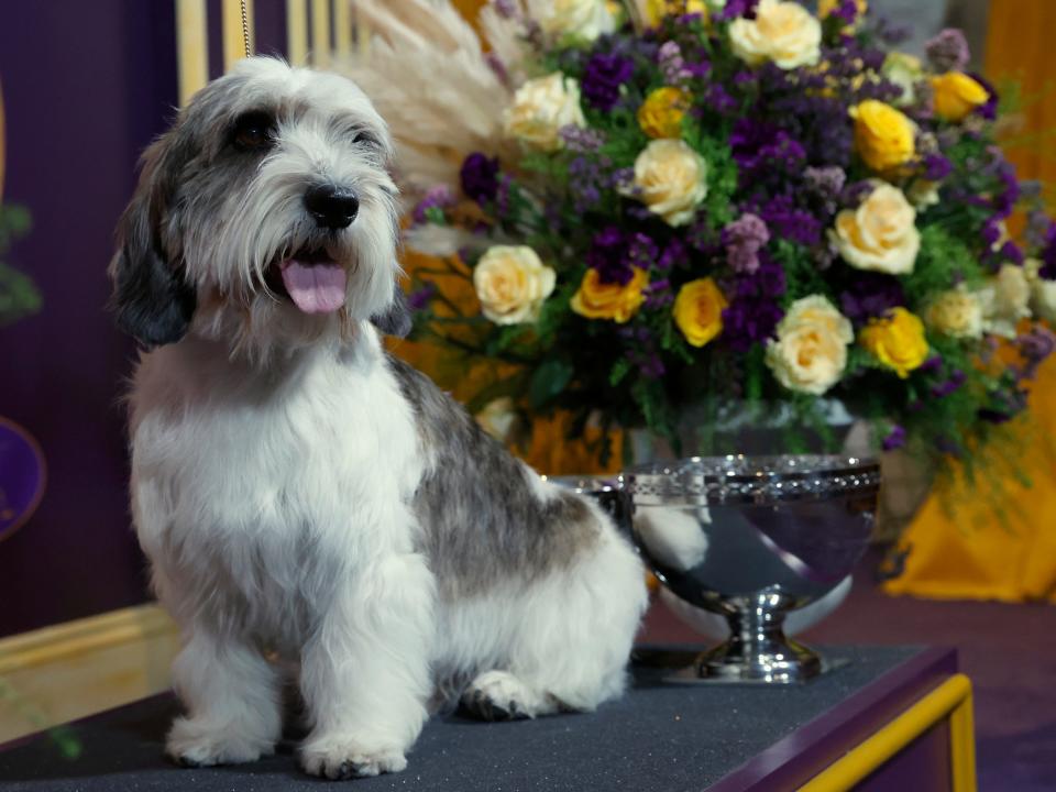 Buddy Holly, the Petit Basset Griffon Vendeen, winner of the Hound Group, wins Best in Show at the 147th Annual Westminster Kennel Club Dog Show