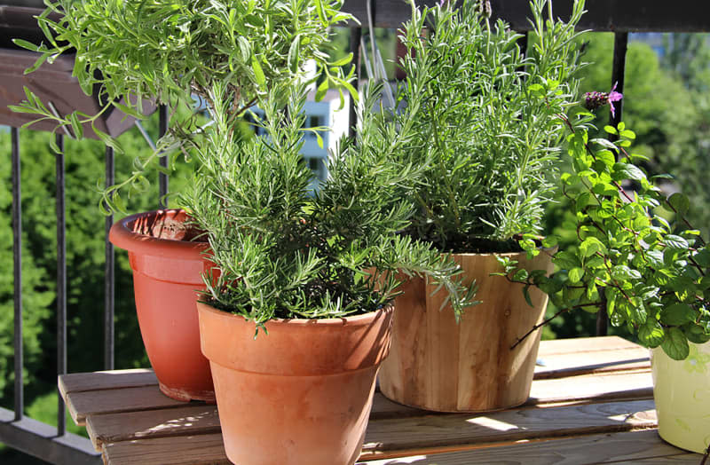 Rosemary, mint, lavender and other herbs in the pot