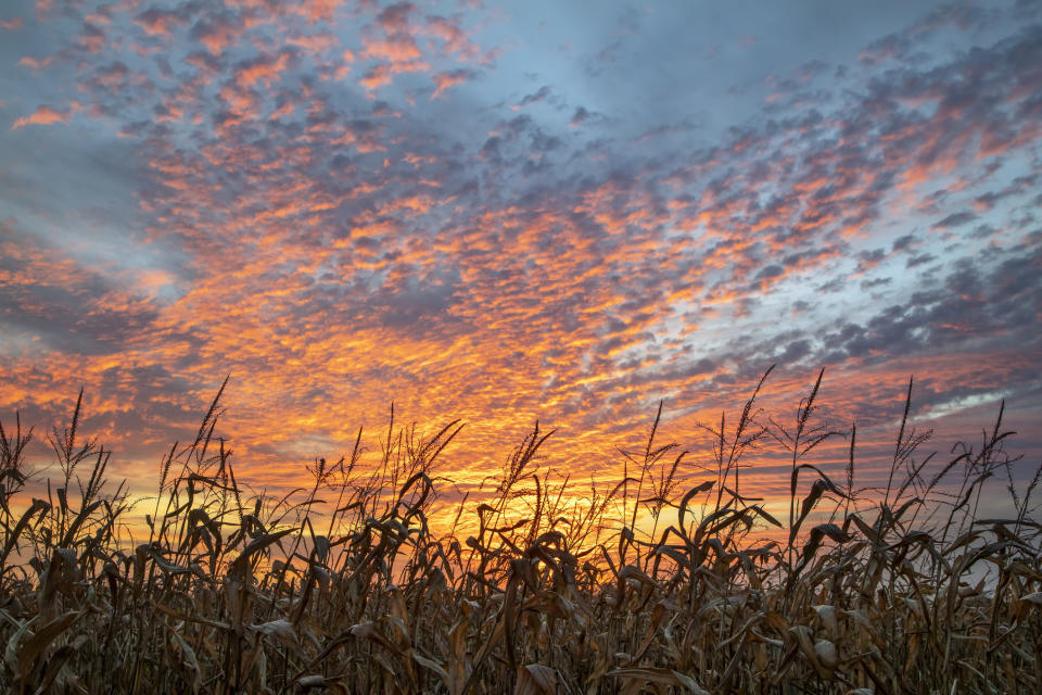 corn field at sunset