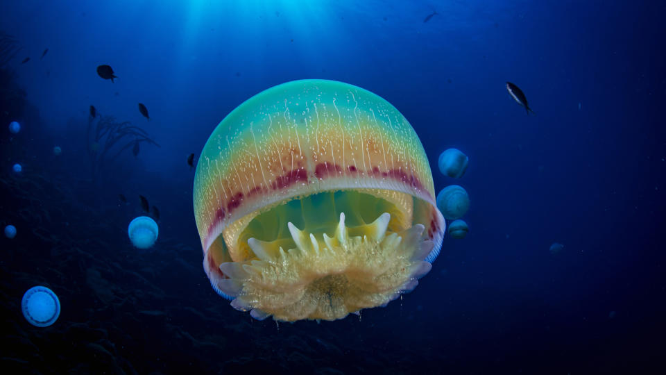 green, orange and red jellyfish without tentacles