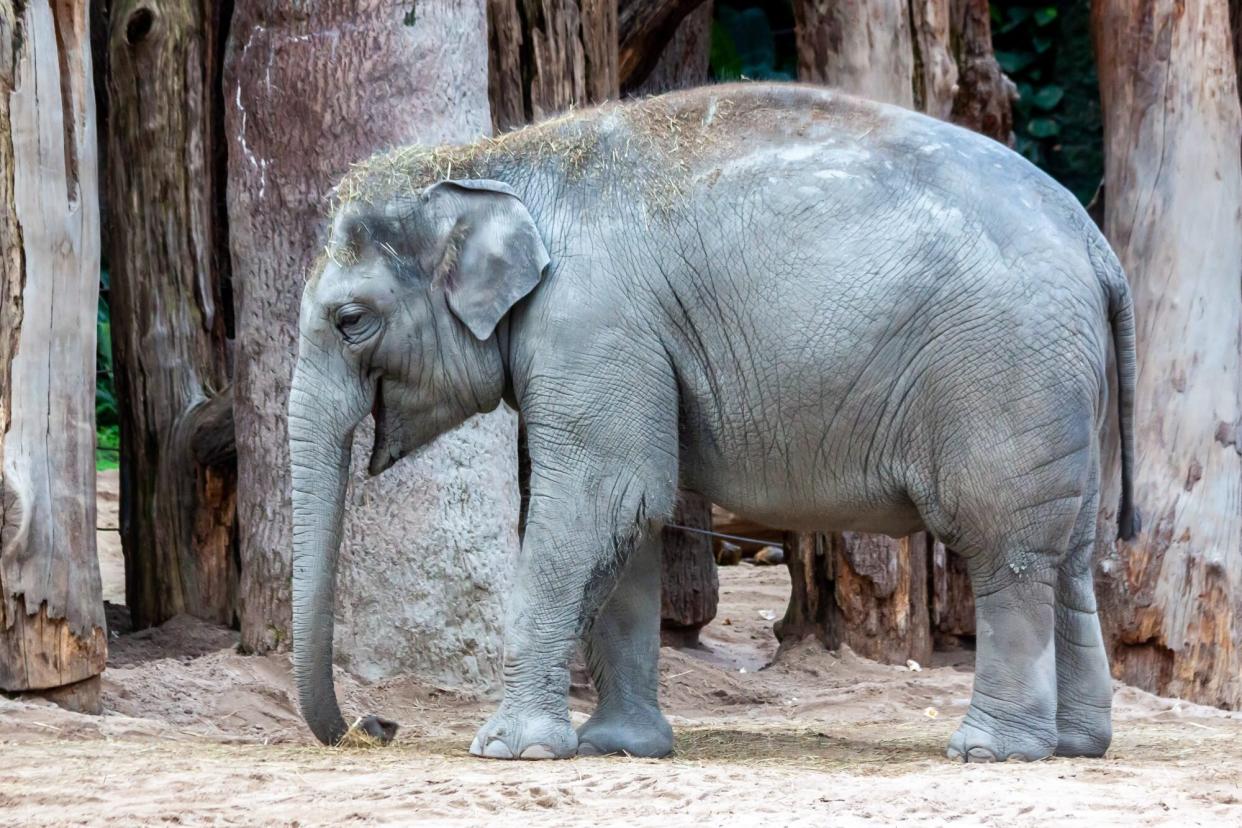 Young Asian elephant in the zurich zoo, Switzerland.