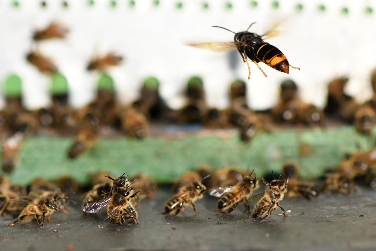 TOPSHOT - An Asian hornet chases bees near a beehive on September 14, 2019, in Loue, northwestern France. (Photo by JEAN-FRANCOIS MONIER / AFP)        (Photo credit should read JEAN-FRANCOIS MONIER/AFP via Getty Images)