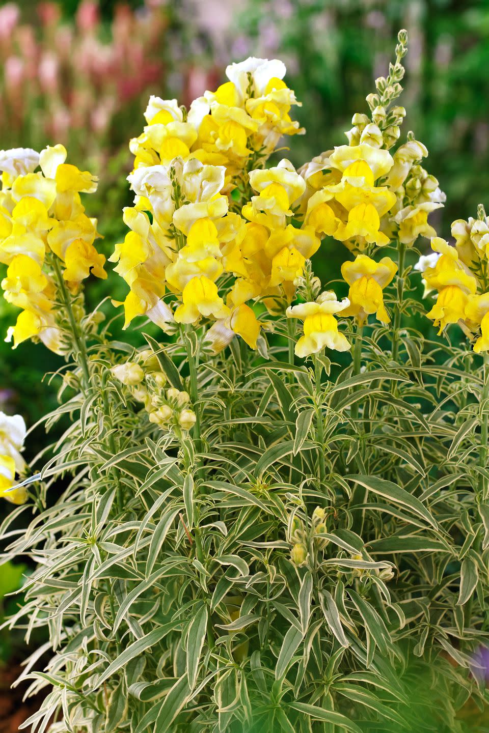 Annuals: Snapdragon