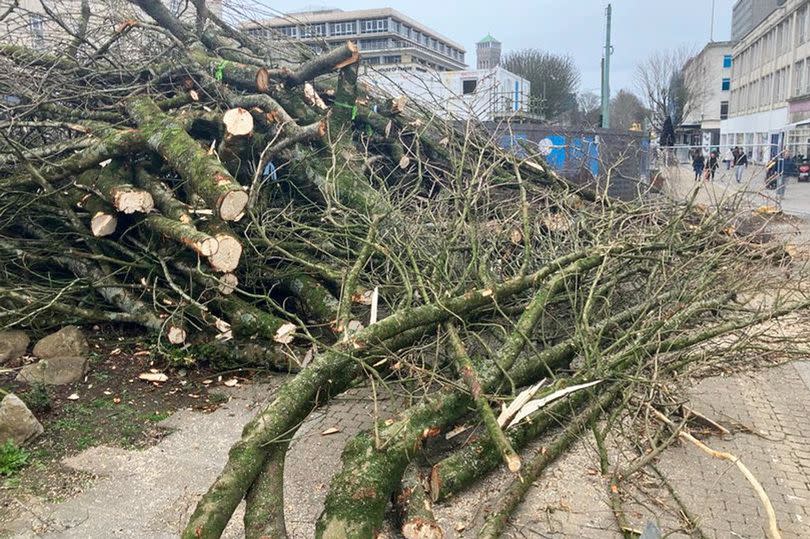 Contractors took chainsaws to Armada Way trees