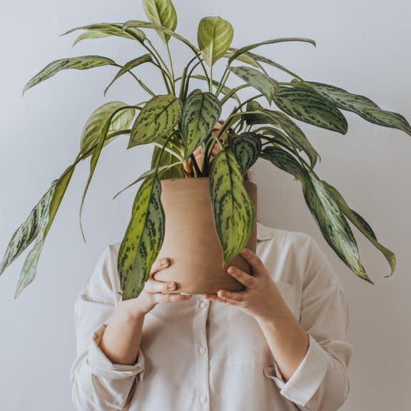  A person holds a houseplant in front of their face. 