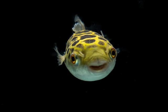 Pufferfish Gets Excited to See Mom Just Like a Dog or Cat