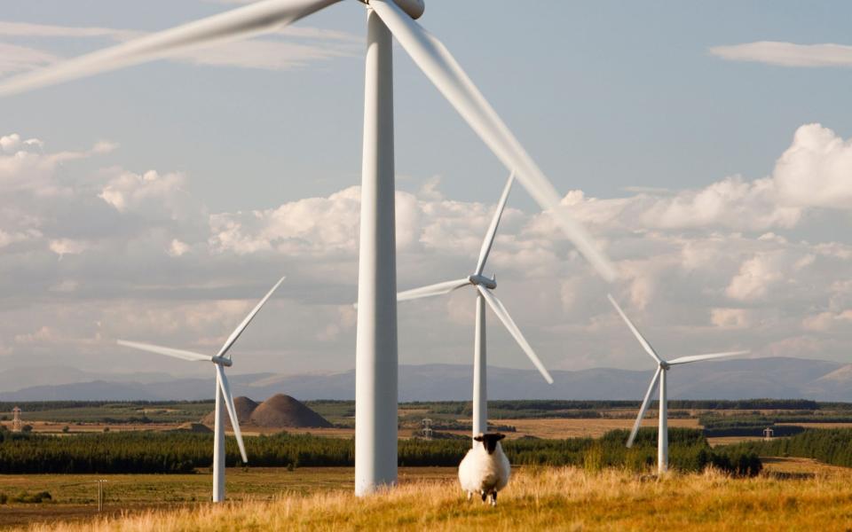 a sheep grazes at Black Law Wind Farm, near the town of Shotts in Lanarkshire - Alamy