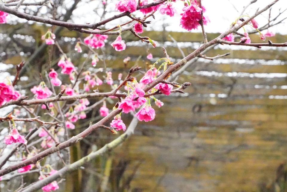 三生步道花況五成 歡迎來賞花