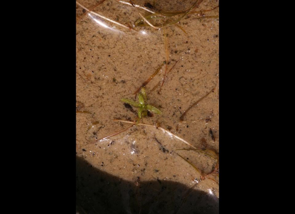 <strong>Scientific Name:</strong> <em>Callitriche pulchra</em>    <strong>Common Name: </strong>None    <strong>Category:</strong> Freshwater plant    <strong>Population: </strong> Unknown (declining)    <strong>Threats To Survival:</strong> Exploitation of the species' habitat by stock, and modification of the pool by local people