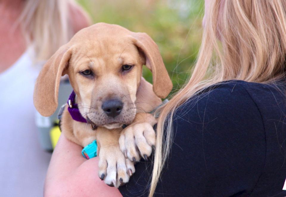 Harbor Humane Society's largest fundraiser of the year, Ales for Tails, welcomed the shelter's supporters to a festive evening Thursday, July 22, 2021, at The Shops at Westshore.