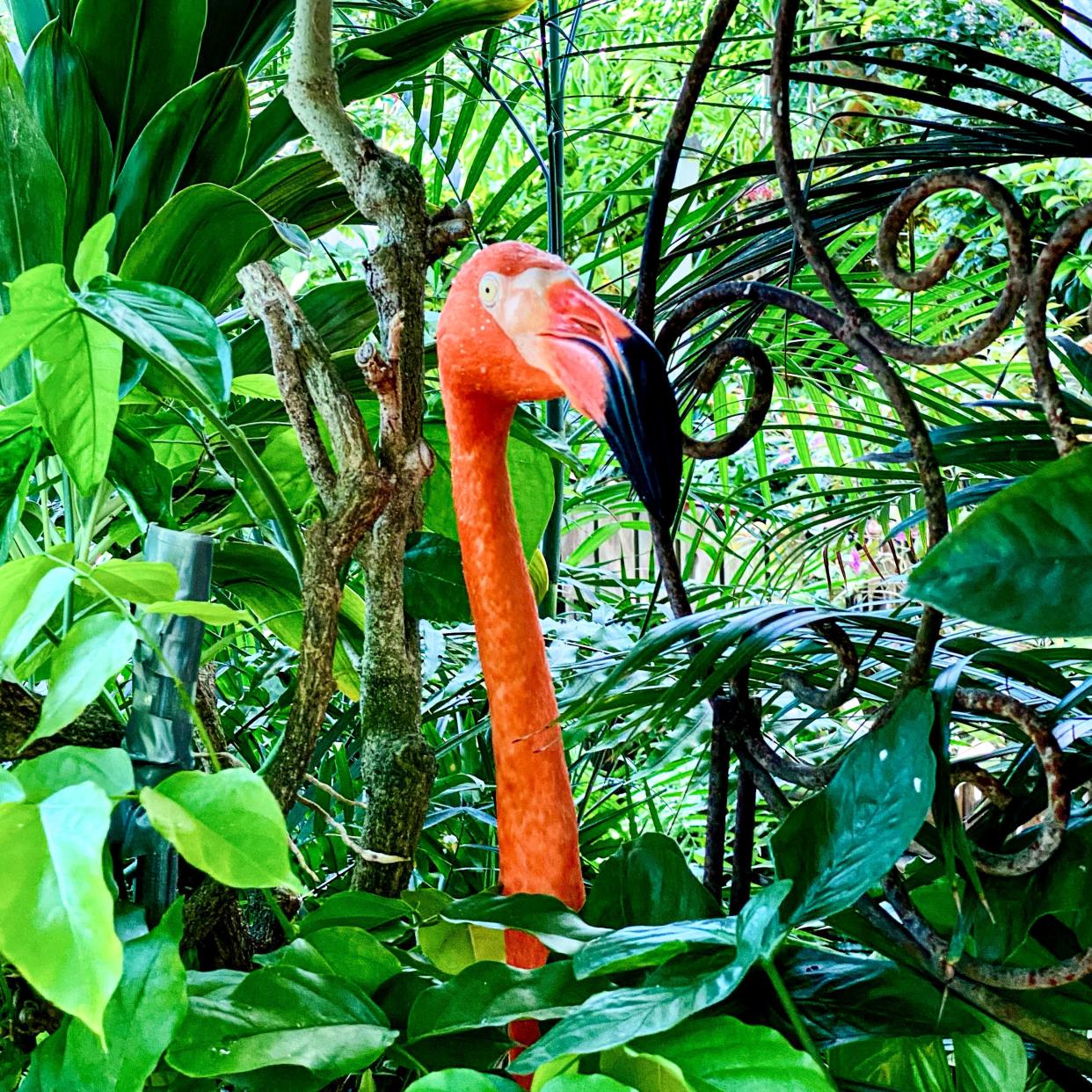 A flamingo at the Key West Butterfly and Nature Conservatory