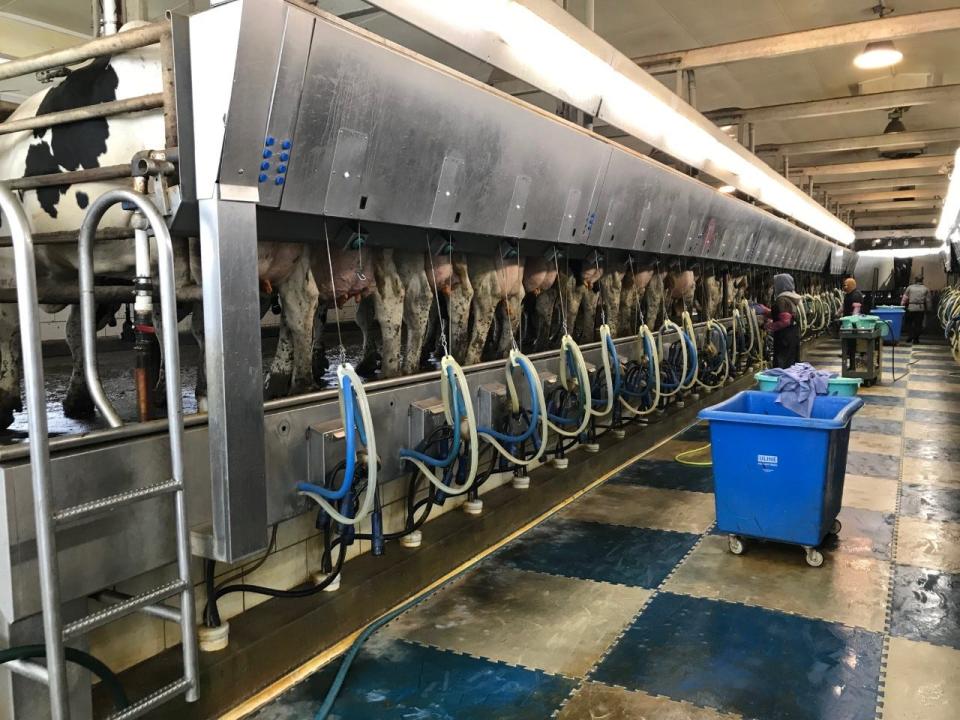 Cows are being milked at Goma Dairy in Marlette on Monday, Dec. 27, 2021.