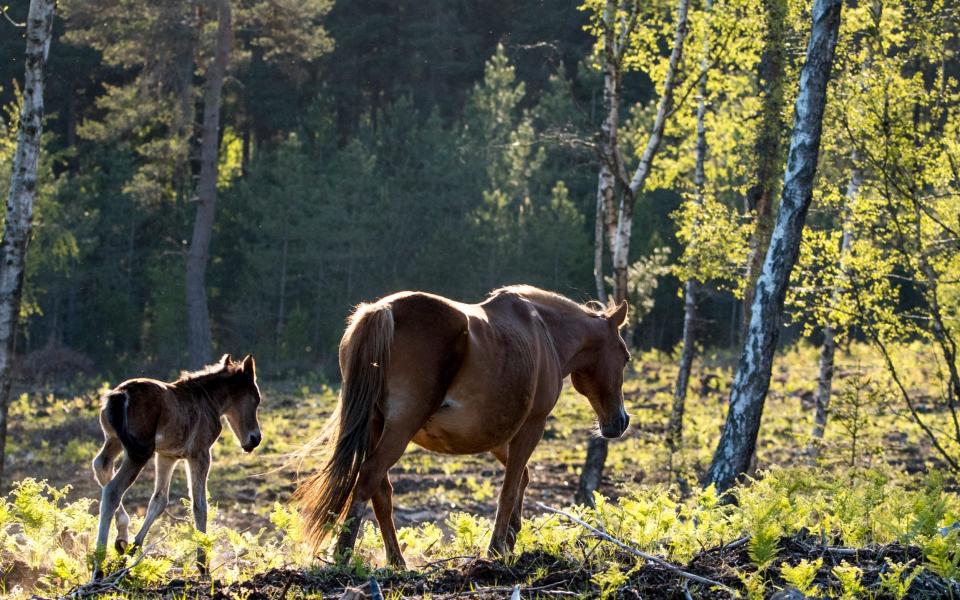 New Forest Downton Hugh Bonneville David Attenborough - Big Wave Productions