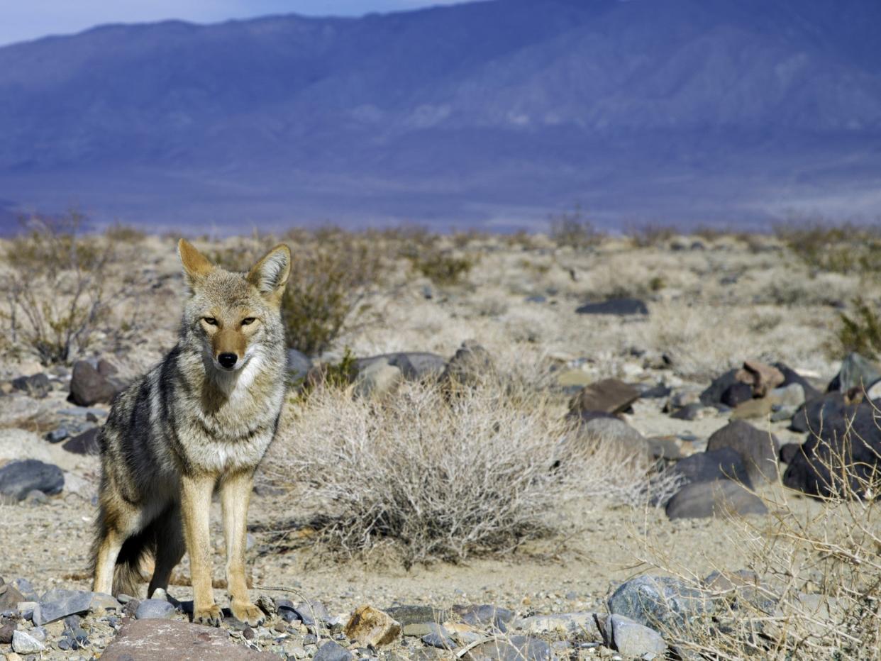 The coyote was abandoned by its family in Matthew Stokes's back yard: iStock