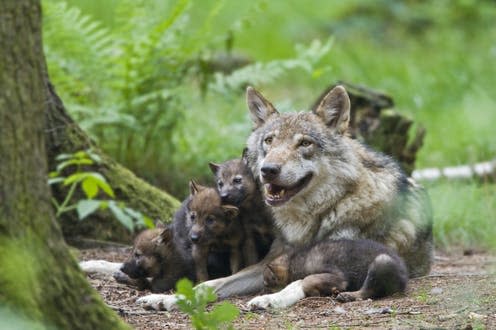 <span class="caption">Naya was a mother to the first Belgian-born cubs in over a century. All are now thought to be dead.</span> <span class="attribution"><a class="link " href="https://www.shutterstock.com/image-photo/european-wolf-canis-lupus-pup-puppy-379329892?src=f3d4df51-7ac1-4268-b208-1431201dd164-1-0" rel="nofollow noopener" target="_blank" data-ylk="slk:Bildagentur Zoonar GmbH/Shutterstock;elm:context_link;itc:0;sec:content-canvas">Bildagentur Zoonar GmbH/Shutterstock</a></span>