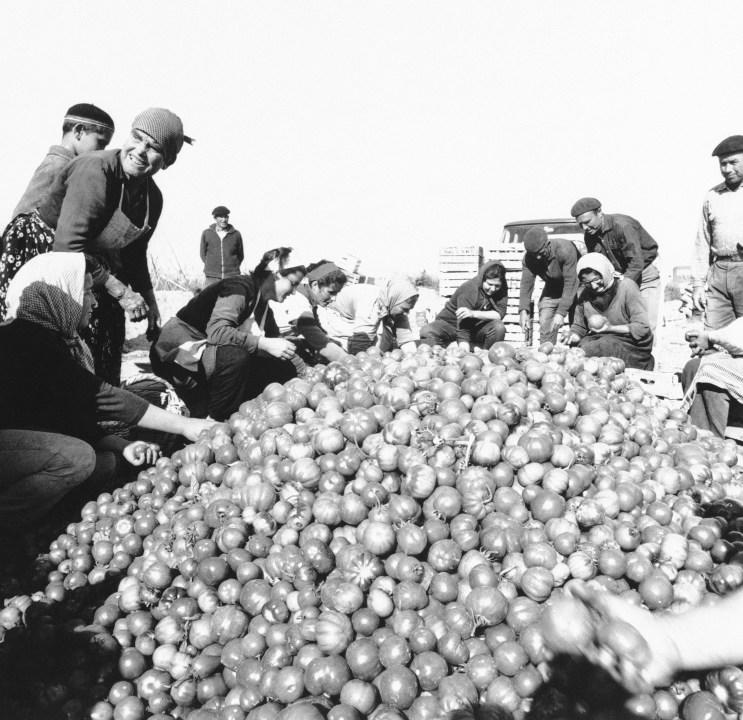 In the spotlight since a United States jet plane collision on January 17, residents of the area around Palomares, Spain, carefully grade the new tomato crop before packing and shipment to market on March 21, 1966. Farmers around Palomares are worried about sale of their crops because this is the area on which three hydrogen bombs dropped in the collision of two jets. U.S. experts are trying to raise on object which is believed to be a fourth bomb, found after long search on a ledge 2,500 feet down in the sea off Palomares. (AP Photo)