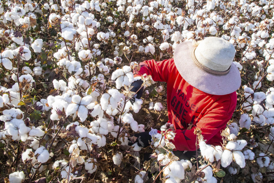 A farmer picks cotton in the field in Hami in northwest China’s Xinjiang Uyghur Autonomous Region on Oct. 9, 2020. (FeatureChina via AP Images) - Credit: AP News