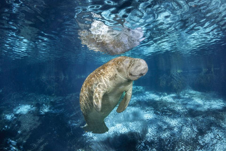 The West Indian manatee is listed as threatened under the federal Endangered Species Act. <a href="https://www.gettyimages.com/detail/news-photo/endangered-florida-manatee-at-three-sisters-spring-in-news-photo/1912450529" rel="nofollow noopener" target="_blank" data-ylk="slk:Dave Fleetham/Design Pics Editorial/Universal Images Group via Getty Images;elm:context_link;itc:0;sec:content-canvas" class="link ">Dave Fleetham/Design Pics Editorial/Universal Images Group via Getty Images</a>