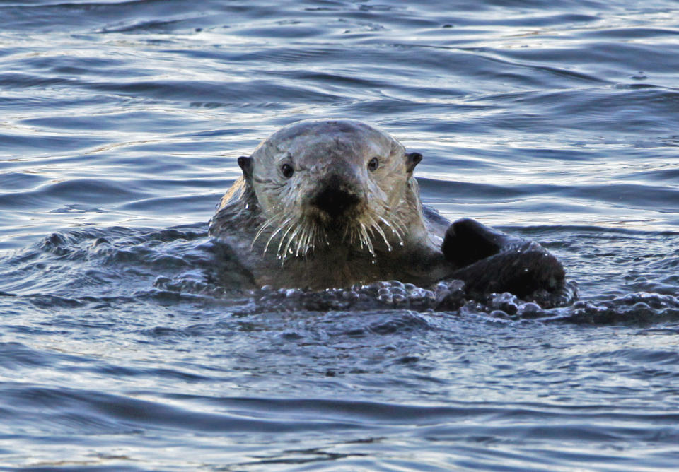 FILE--In this Jan. 15, 2010, file photo, a a sea otter is seen in Morro Bay, Calif. Bringing sea otters back to a California estuary has helped restore the ecosystem by controlling the number of burrowing crabs - a favorite sea otter snack - that cause marshland erosion. (AP Photo/Reed Saxon, file)