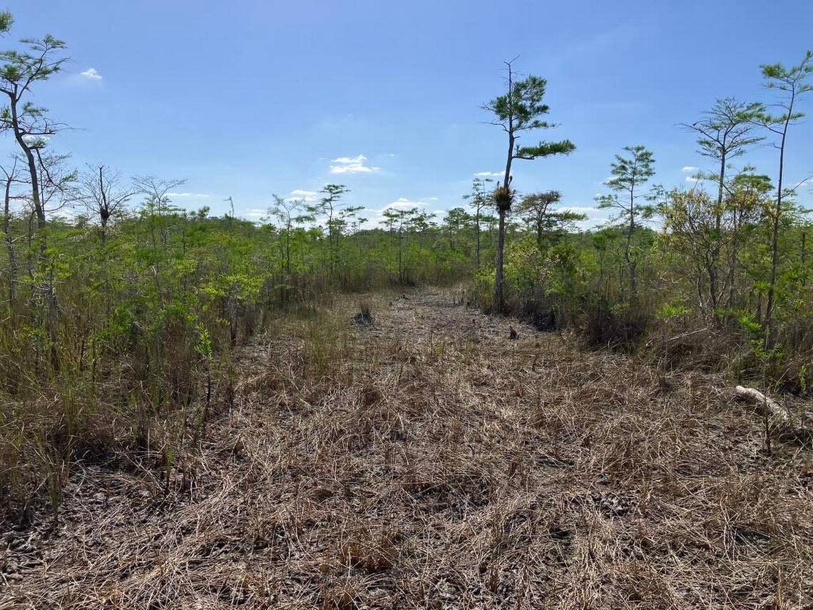 This 2023 image shows a persisting lack of regrowth of cypress trees (i.e. persisting denuded/damaged areas) over six years after seismic vehicles impacted these areas.