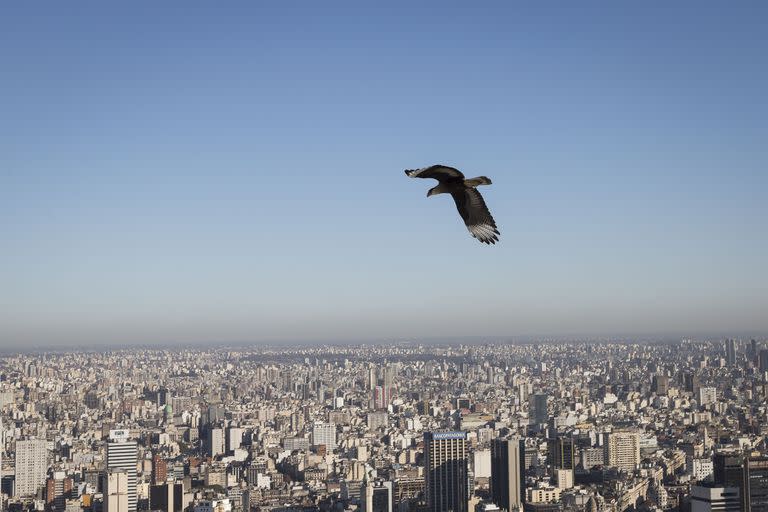 La vista desde el último piso de la Alvear Tower