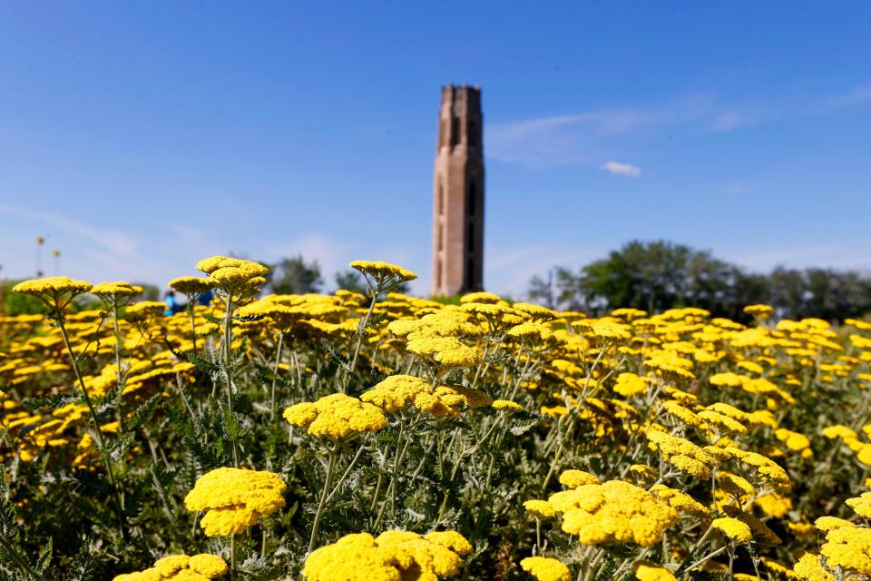 Yarrow flowers near the Belle Isle tower at the Oudolf Garden on Belle Isle in Detroit on Friday, June 17, 2022. A variety of pollination insects from bumblebees to honeybees visit all day long.