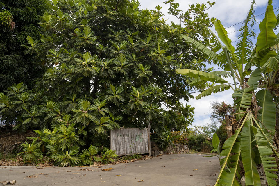 A breadfruit tree at Noho'ana Farm on Tuesday, Oct. 10, 2023, in Waikapu, Hawaii. The wildfire fire nearly wiped out a set of trees, one with a long history in Lahaina and a great significance in Hawaiian culture: breadfruit, or ulu, which had given sustenance since Polynesian voyagers introduced it to the islands many centuries ago. (AP Photo/Mengshin Lin)