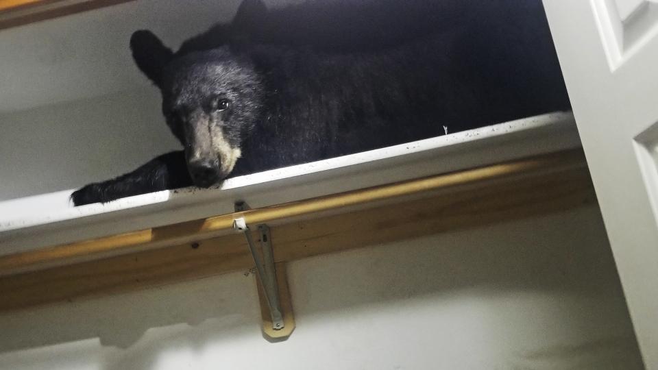 <p>Montana officials said the bear just yawned when deputies knocked on the window.</p>